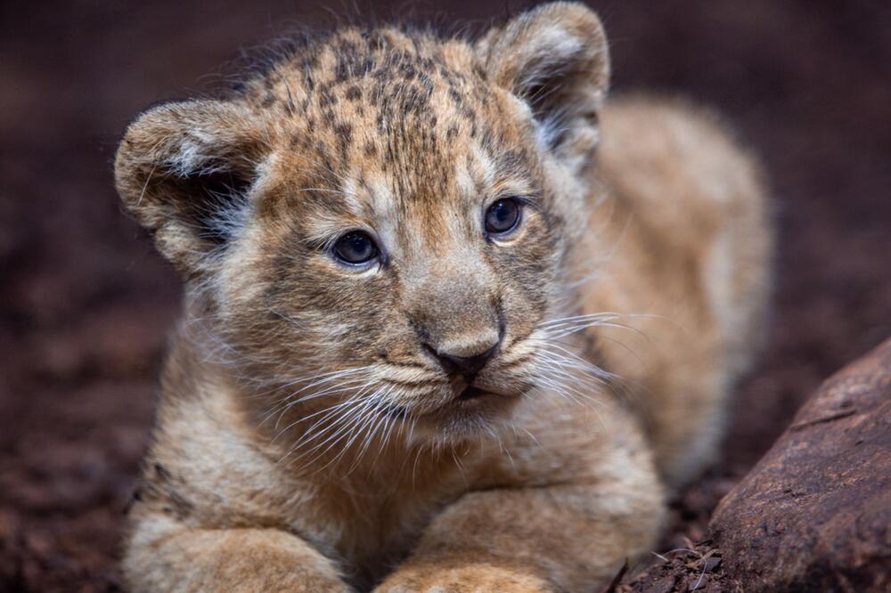 Löwenbaby im Schweriner Zoo