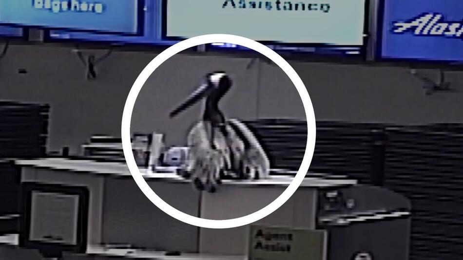 Pelikan landet in Flughafen in Kalifornien – Irrflug nimmt trauriges Ende