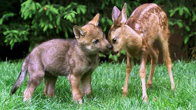 Wolfsbaby und Rehkitz