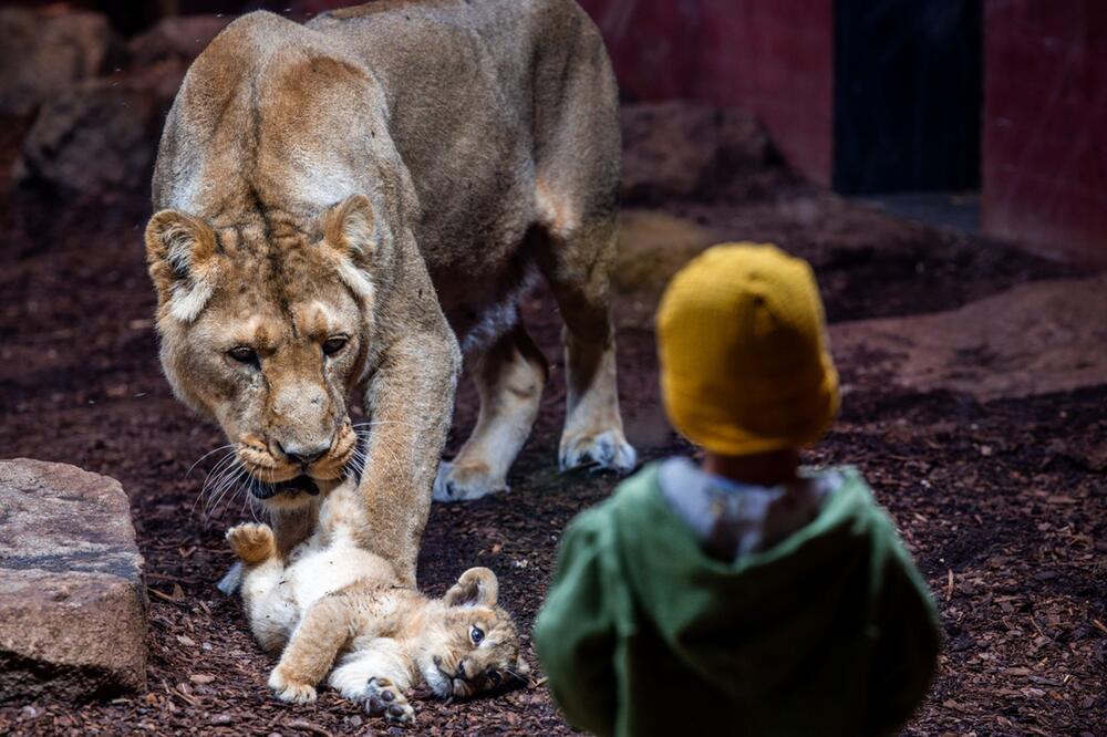 Löwenbaby im Schweriner Zoo