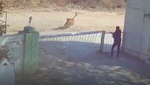 In letzter Sekunde: Hund entgeht knapp hungriger Löwin