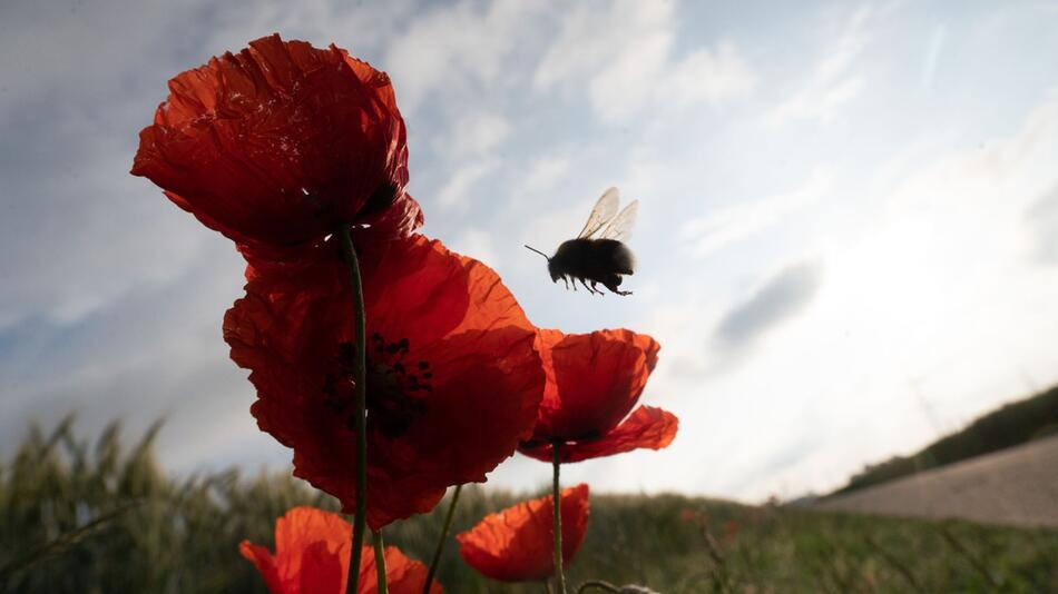 "Fact Check Biodiversity": Species in Germany are declining