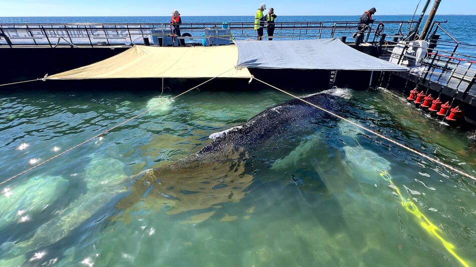 Wal ist noch lange nicht am Ziel – Sturm erwartet