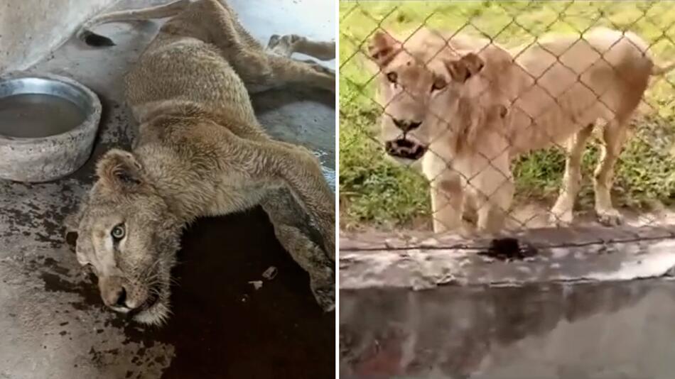 Gerettete Löwen aus Horror-Zoo: Sie werden nicht glauben, wie die Tiere jetzt aussehen