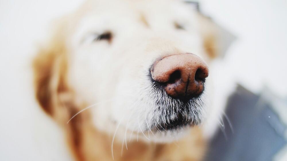 Geruchssinn ist das Tor zur Umwelt für Hunde.