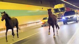 Galopp im Verkehr: Zwei Pferde laufen durch Autotunnel in China