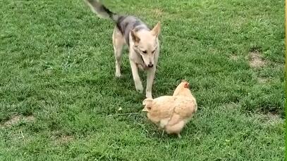 Hirsch und Huhn spielen