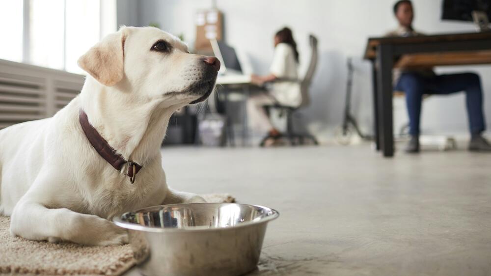 Knochenbrühe ist gesund für Deinen Hund.