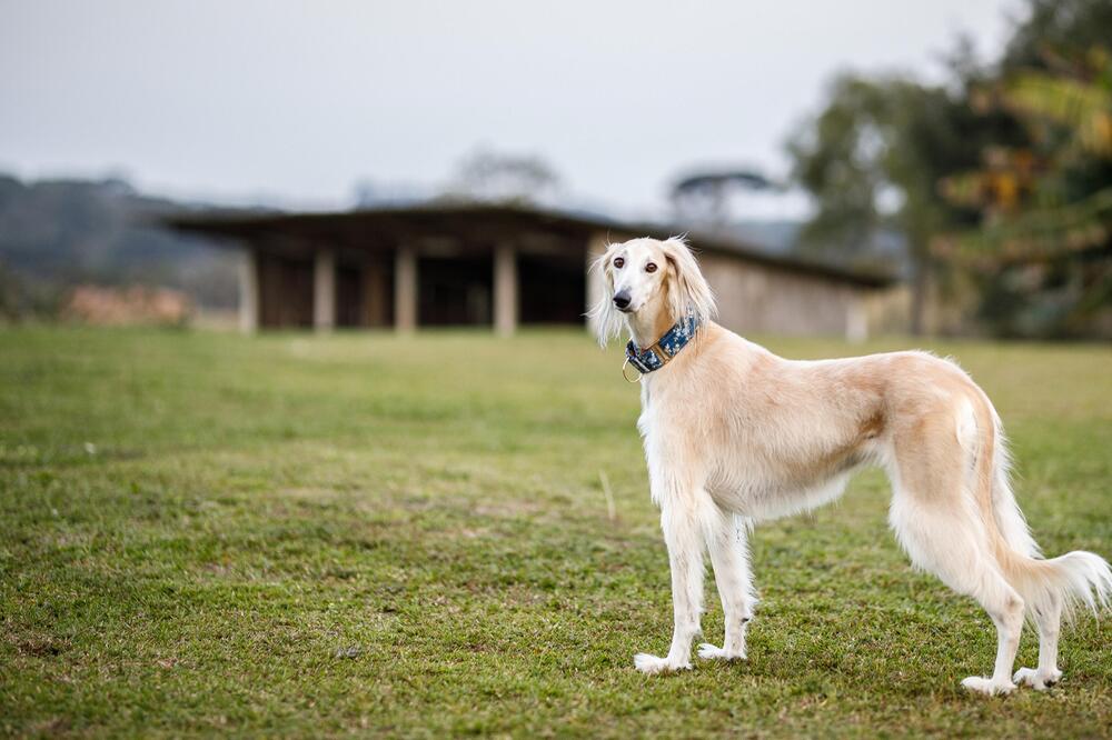 Der Saluki