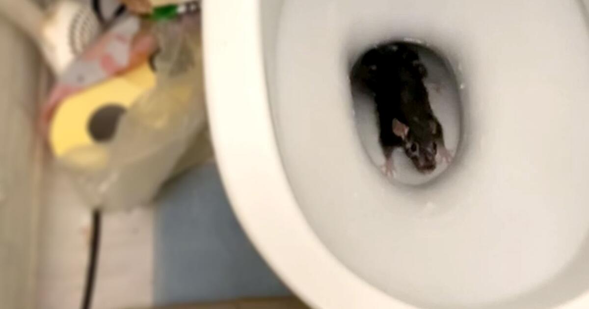 Aus der Kanalisation gekrochen Mann findet Ratte in Toilette GMX