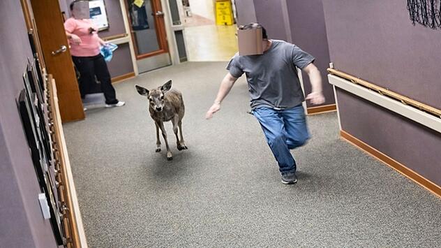 Ungebetener Besucher: Hirsch sorgt in Pflegeheim in Michigan für Chaos