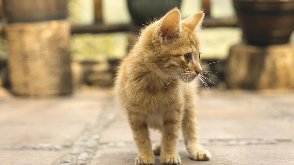 Ehepaar hört Schreie und rettet Katze.