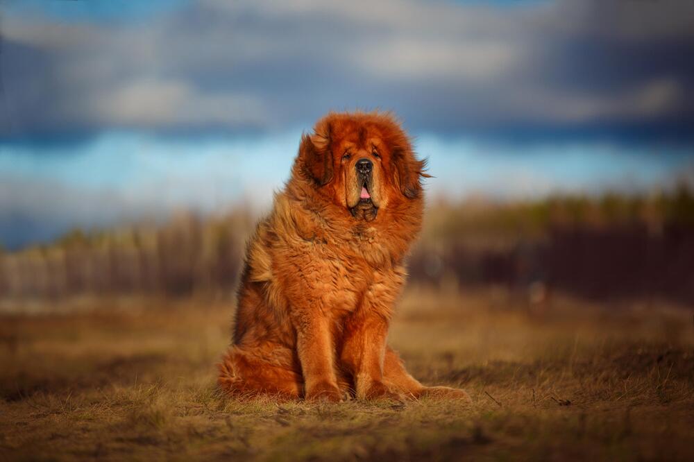 Die Tibet Dogge.