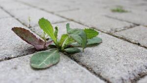 Unkraut auf dem Gehweg entfernen: Wer ist dafür zuständig?