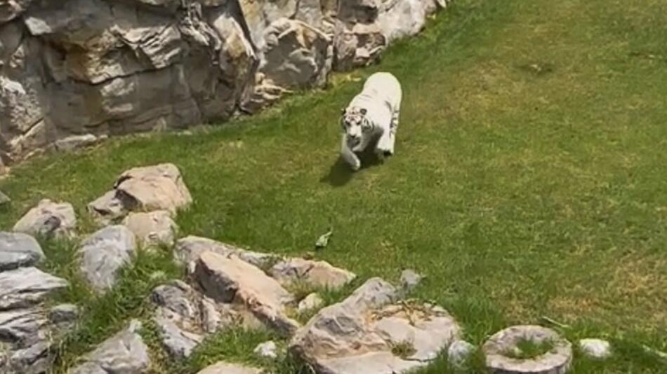 Echse flieht vor Tiger