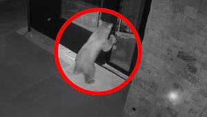 Mühelos eingebrochen: Bär öffnet Tür und spaziert ins Haus