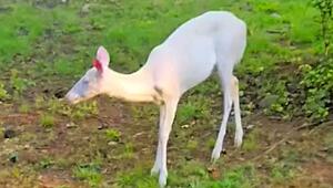 Schneeweiße Seltenheit: Albino-Hirsch grast in Wohnviertel in North Carolina