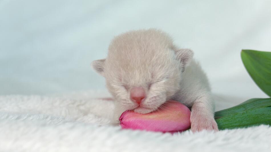 Wichtig für Katzenbesitzer: Sind Tulpen giftig?