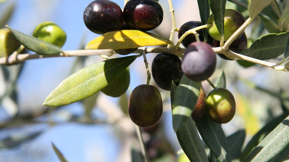 Not all black olives are genuine: How to recognize them