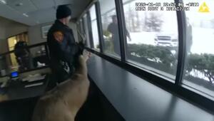 Bank-Einbruch: Polizei nimmt Hirsch fest