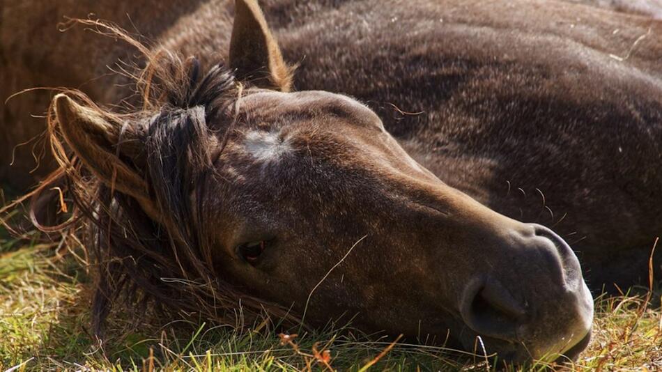 Unbekannte haben in Brandenburg ein Pferd verletzt