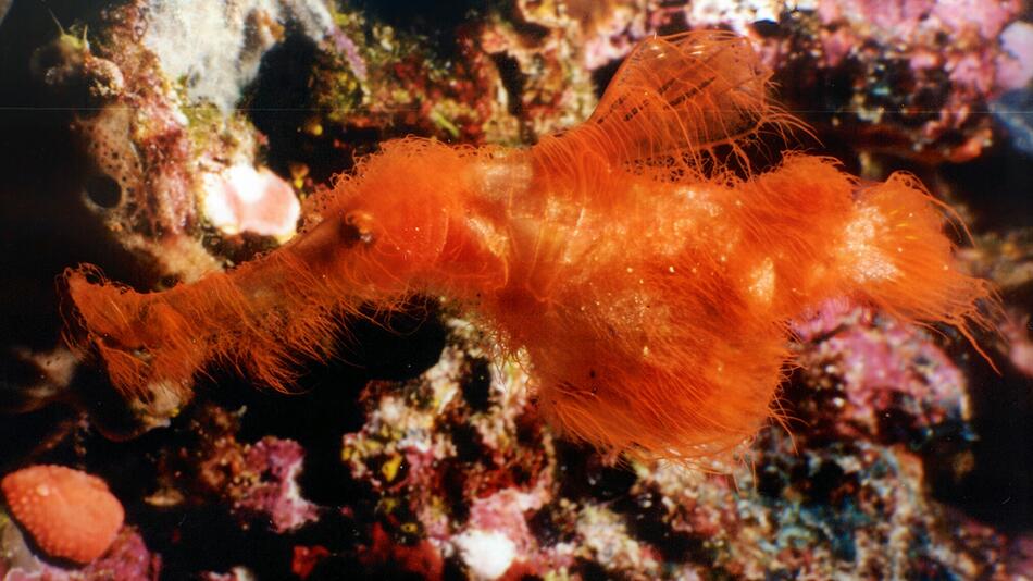 Forscher entdecken außergewöhnliche Fischart