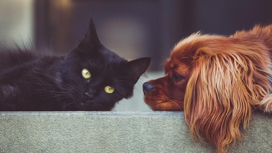 Sind Hunde beliebter als Katzen?