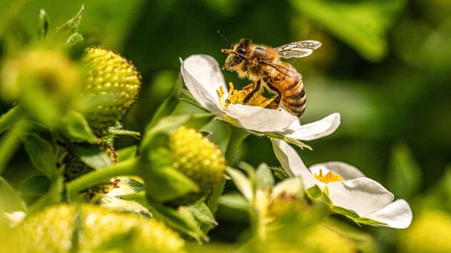 Bienen, Tiere, Natur, Umwelt, Schutz