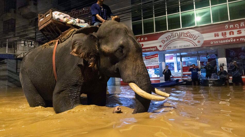 Fluten in Thailand: Mönch bringt Hilfsgüter mit Elefanten