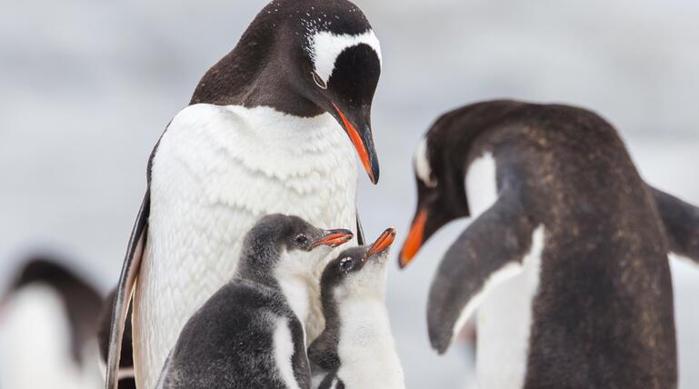 Eselspinguin (Pygoscelis papua), auch Rotschnabelpinguin genannt, mit Küken
