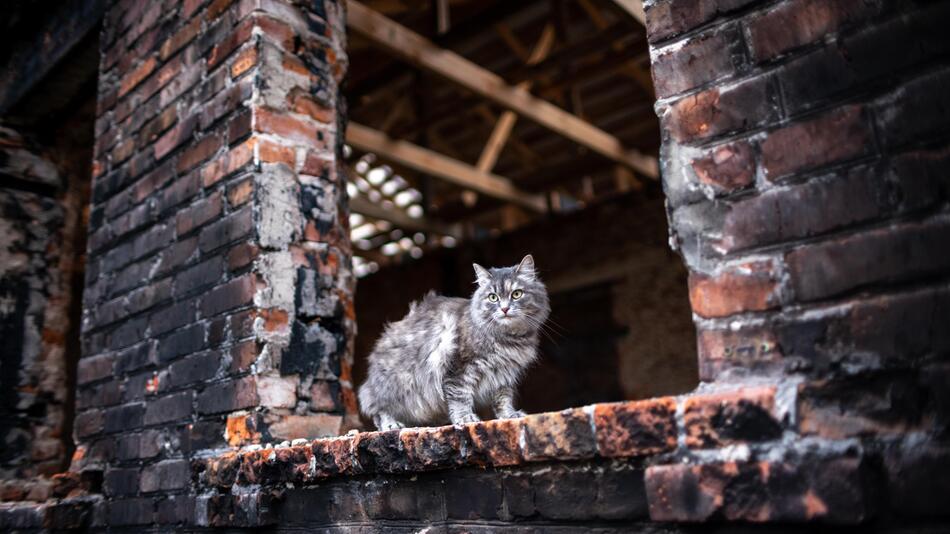 Neues Katzenhilfsprojekt startet in der Ukraine.
