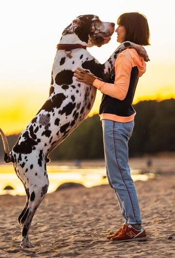 Hund mit Frau am Strand
