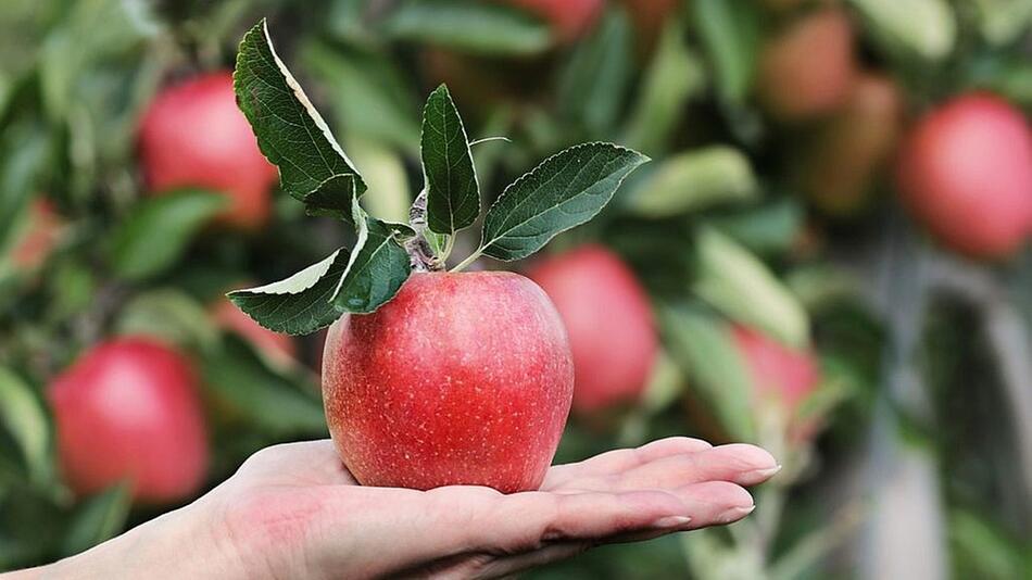 Apfel gesund