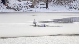 Schwäne auf dem See