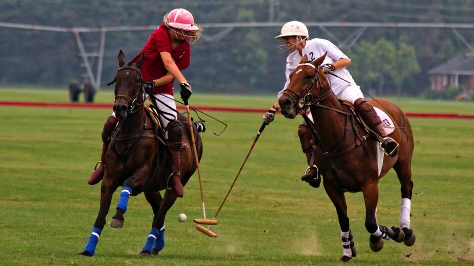 7 Fakten zu Polo-Ponys.