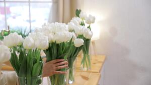 Vier Methoden im Test: So bleiben Tulpen wirklich länger frisch
