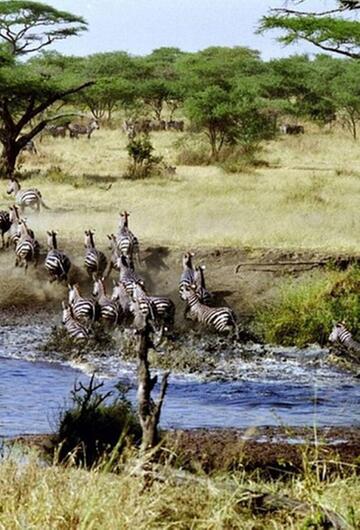 Serengeti-Nationalpark in Tansania