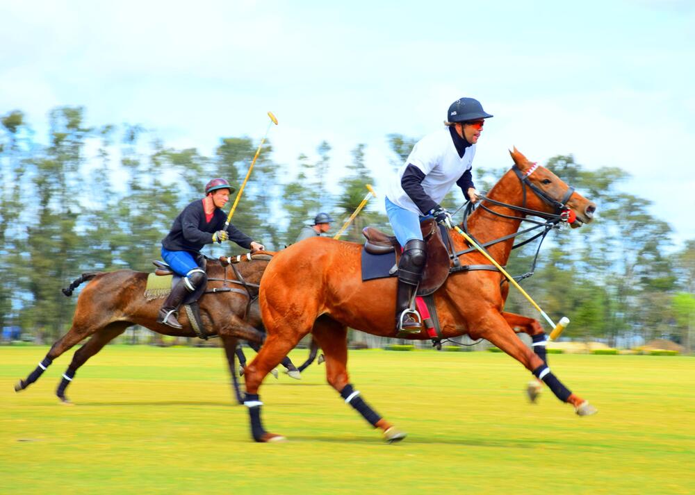 Das perfekte Polo Pony kommt aus Argentinien.