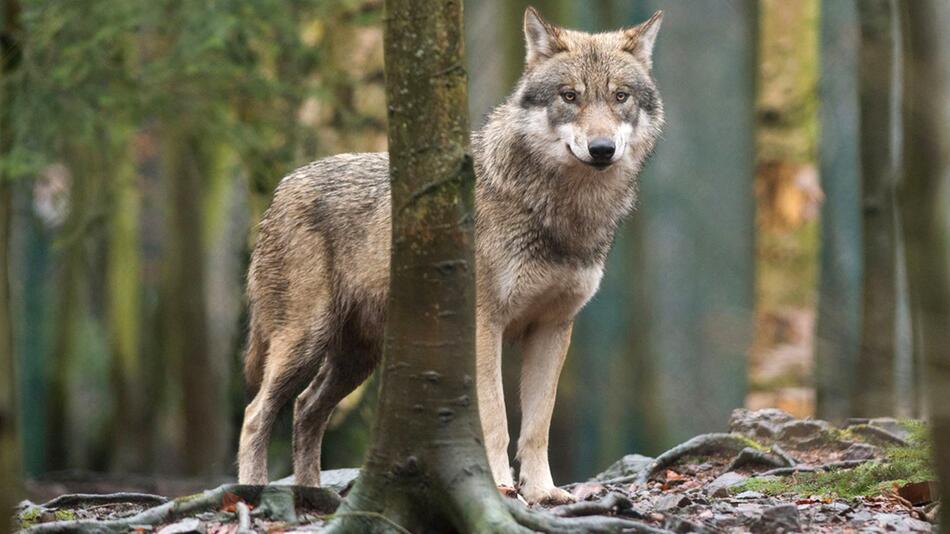 Wolf im Wald