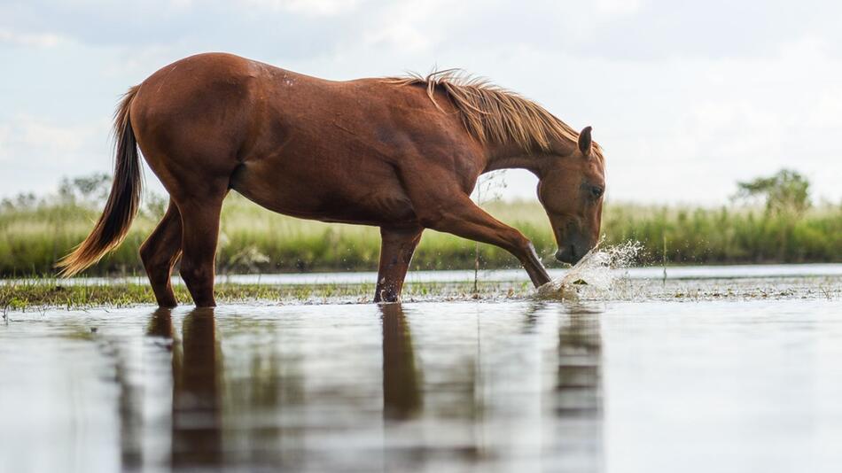 Pferd wird aus einem Fluss gerettet.