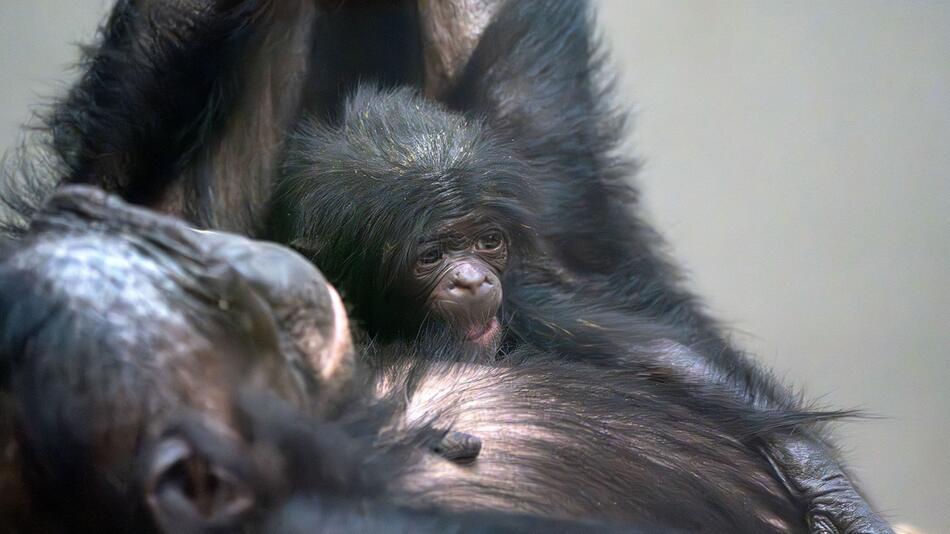 Bonobo-Nachwuchs in Stuttgart