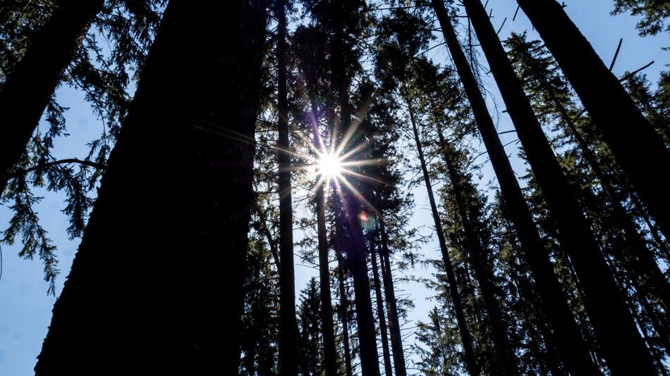 Waldbesitzerverbände: Waldumbau ist Mehrgenerationen-Projekt