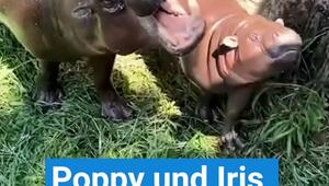 Poppy und Iris genießen den Sommer