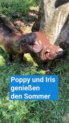 Poppy und Iris genießen den Sommer im Metro Richmond Zoo