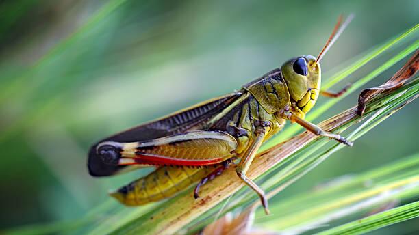 Schätzungen nach sind 80 Prozent aller Tierarten Insekten.