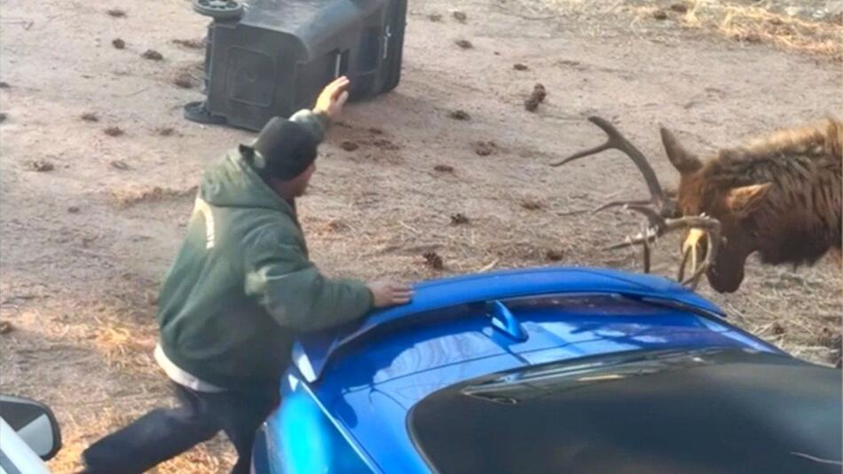 Hirsch attackiert Mülltonne und nimmt sich dann den Hausbesitzer vor