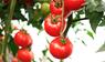 Gesündere Tomaten: Was Salzwasser mit Tomatenpflanzen macht
