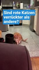 Sind rote Katzen wirklich verrückter?