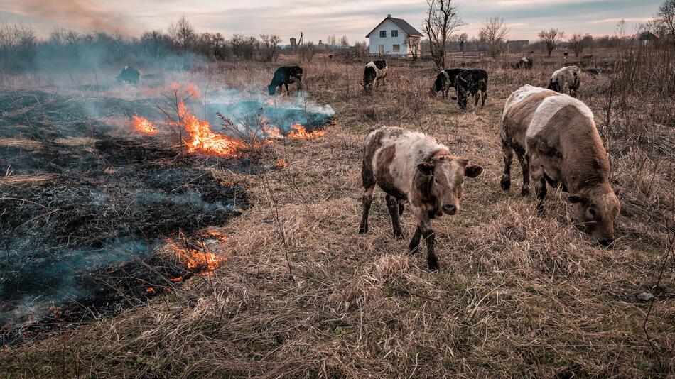 Weidetiere gegen Waldbrände: Europas natürliche Brandschutzhelfer