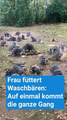 Waschbären-Invasion, weil Frau sie jahrelang gefüttert hat
